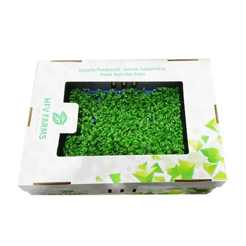 Coriander Cress 18s UAE